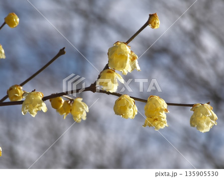 ロウバイ 135905530