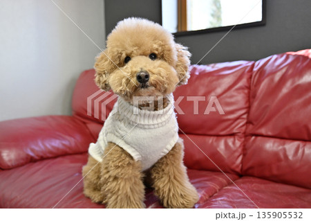 窓辺のソファに座り飼い主を見る愛犬　トイプードル　アイコンタクト 135905532