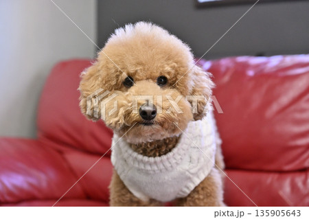 ソファの上で飼い主を見る愛犬　トイプードル　アイコンタクト 135905643