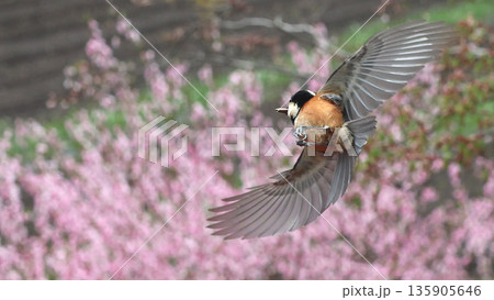 ヤマガラ　春にピンクの花上空を飛ぶ 135905646