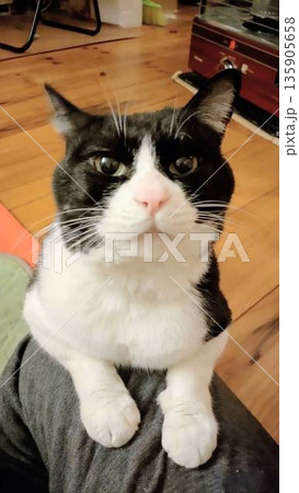 見つめる猫 135905658