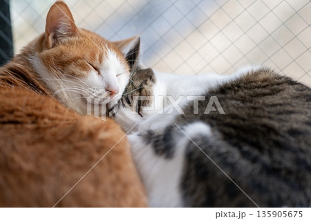 窓辺でくつろぐ二匹の猫 135905675