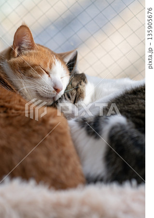 窓辺でくつろぐ二匹の猫 窓辺でくつろぐ二匹の猫 135905676