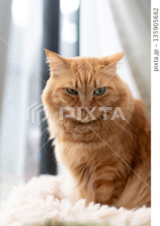 窓辺でくつろぐ可愛い猫 茶トラ猫 窓辺でくつろぐ可愛い猫 茶トラ猫 135905682