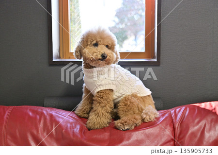 お気に入りの窓辺のソファに座る愛犬　トイプードル 135905733