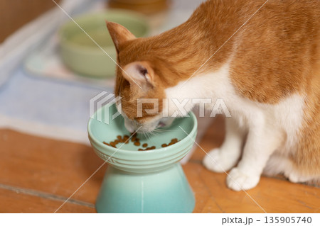 キャットフードを食べる猫 茶トラ白 キャットフードを食べる猫 茶トラ白 135905740