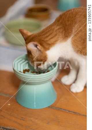 キャットフードを食べる猫　茶トラ白 135905741