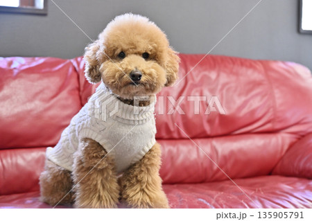お気に入りの窓辺のソファに座る愛犬　トイプードル 135905791