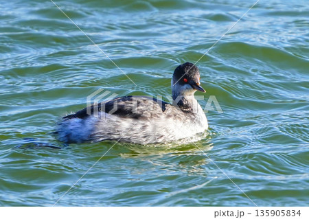ハジロカイツブリ ハジロカイツブリ 135905834