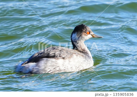 ハジロカイツブリ 135905836