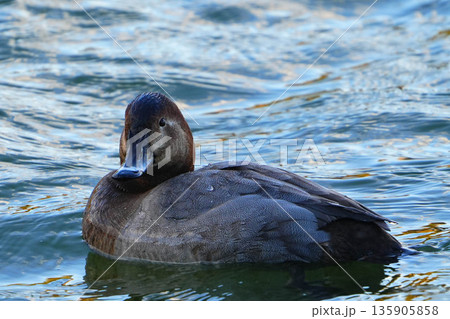 ホシハジロ 135905858