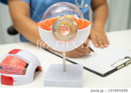 Asian doctor with eye human anatomy model. 135905890