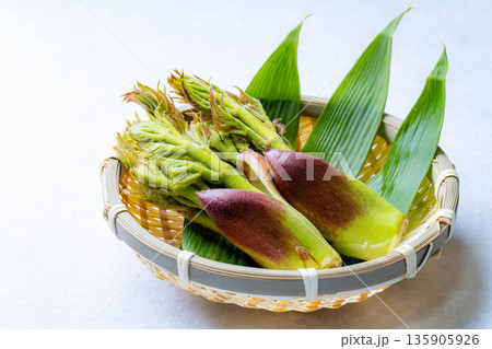 【春の味覚】山菜の王様・タラの芽【長野県】 【春の味覚】山菜の王様・タラの芽【長野県】 135905926