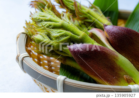 【春の味覚】山菜の王様・タラの芽【長野県】 135905927