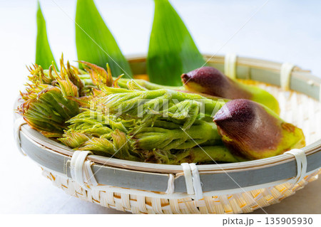 【春の味覚】山菜の王様・タラの芽【長野県】 135905930
