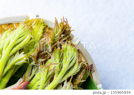 【春の味覚】山菜の王様・タラの芽【長野県】 135905934