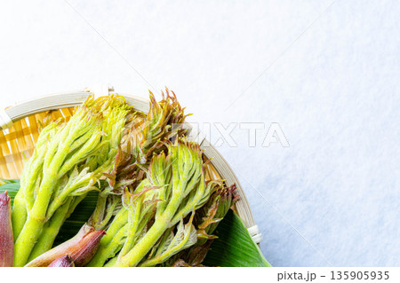 【春の味覚】山菜の王様・タラの芽【長野県】 135905935