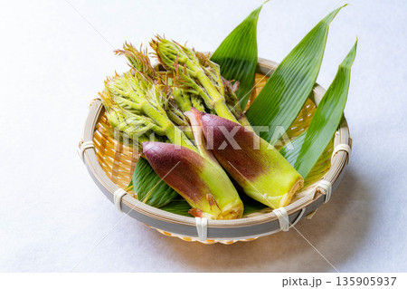 【春の味覚】山菜の王様・タラの芽【長野県】 135905937