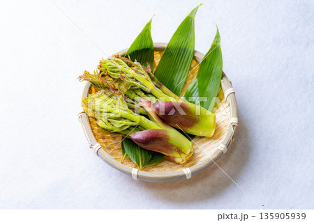 【春の味覚】山菜の王様・タラの芽【長野県】 135905939