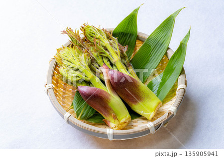 【春の味覚】山菜の王様・タラの芽【長野県】 135905941