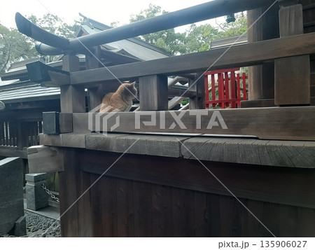 神社の鳥居に座る猫 神社の鳥居に座る猫 135906027