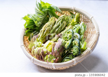 山菜の盛り合わせ タラの芽 こごみ コシアブラ ふきのとう 山菜の盛り合わせ タラの芽 こごみ コシアブラ ふきのとう 135906042