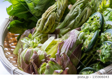 山菜の盛り合わせ　タラの芽　こごみ　コシアブラ　ふきのとう 135906043