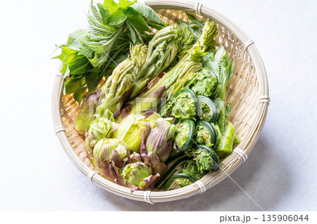 山菜の盛り合わせ タラの芽 こごみ コシアブラ ふきのとう 山菜の盛り合わせ タラの芽 こごみ コシアブラ ふきのとう 135906044