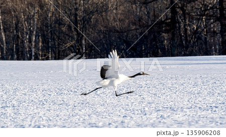 滑走、どこへ行く 135906208