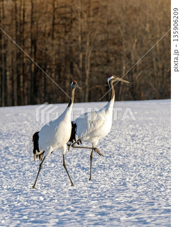 夕刻、二人で歩む 夕刻、二人で歩む 135906209