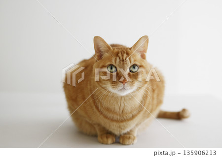 猫ちゃん親子の日常風景 135906213