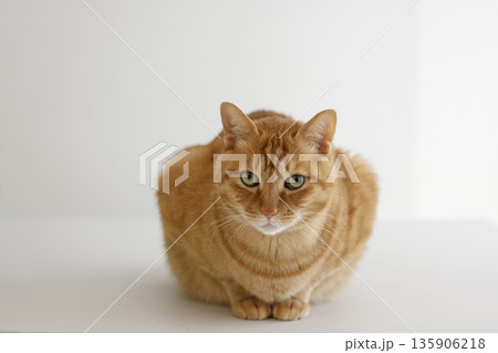 猫ちゃん親子の日常風景 猫ちゃん親子の日常風景 135906218