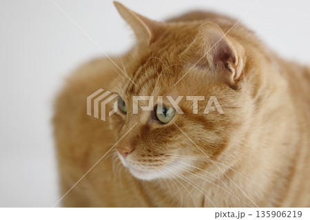 猫ちゃん親子の日常風景 猫ちゃん親子の日常風景 135906219