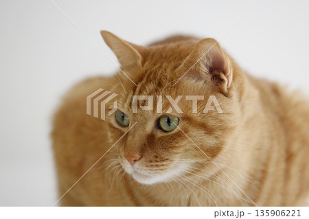 猫ちゃん親子の日常風景 猫ちゃん親子の日常風景 135906221