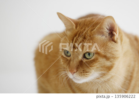 猫ちゃん親子の日常風景 猫ちゃん親子の日常風景 135906222