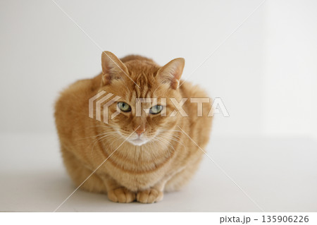 猫ちゃん親子の日常風景 猫ちゃん親子の日常風景 135906226