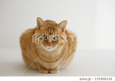 猫ちゃん親子の日常風景 猫ちゃん親子の日常風景 135906228