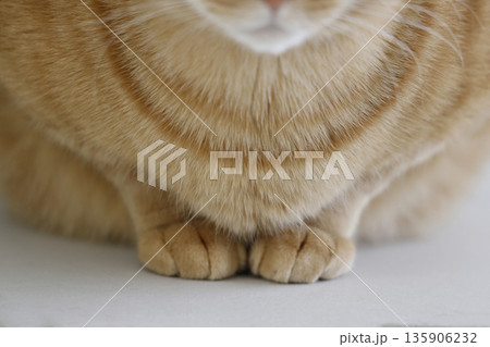猫ちゃん親子の日常風景 猫ちゃん親子の日常風景 135906232