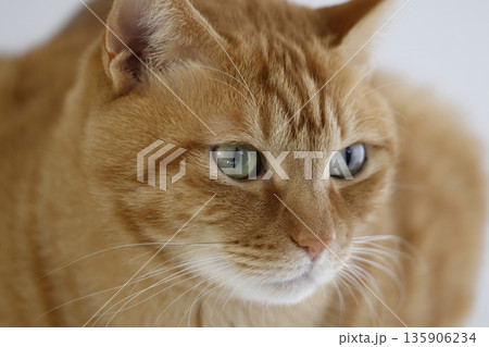 猫ちゃん親子の日常風景 猫ちゃん親子の日常風景 135906234