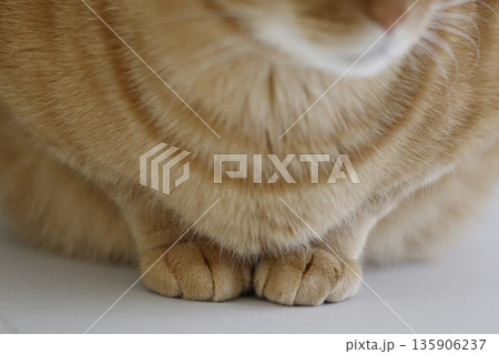 猫ちゃん親子の日常風景 猫ちゃん親子の日常風景 135906237