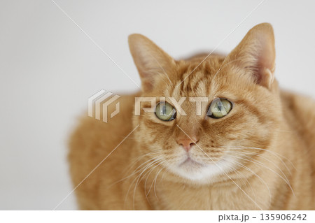 猫ちゃん親子の日常風景 猫ちゃん親子の日常風景 135906242