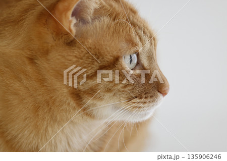 猫ちゃん親子の日常風景 猫ちゃん親子の日常風景 135906246