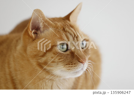 猫ちゃん親子の日常風景 猫ちゃん親子の日常風景 135906247