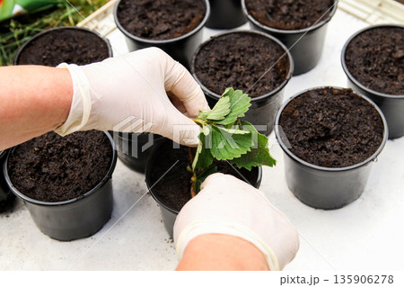 Gardener planting young seedlings of strawberry on many pots with soil. A close-up of hands in white protective gloves planting a small green seedling into a black plastic pot filled with dark soil 135906278
