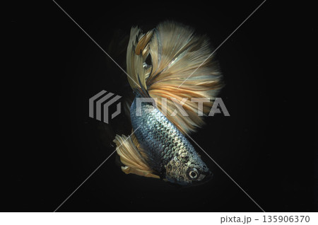 The striking Siamese fighting fish (Betta splendens) or betta fish, displays large, elaborate fins against a solid black background. 135906370