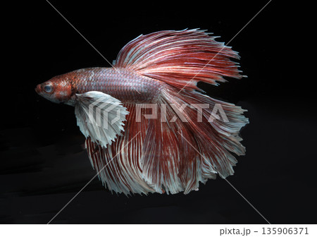 A crimson and pearl Betta splendens or Siamese fighting fish (Betta fish) unfurls its majestic fins like silk ribbons on dark background. A crimson and pearl Betta splendens or Siamese fighting fish (Betta fish) unfurls its majestic fins like silk ribbons on dark background. 135906371