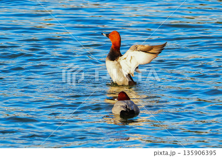 ホシハジロ 135906395