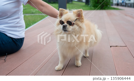 Cute Pomeranian wearing sunglasses on a walk. Cute Pomeranian wearing sunglasses on a walk. 135906444