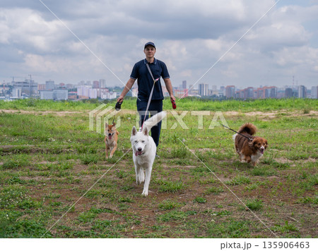 A Caucasian man walks with three dogs. Dog walker. 135906463