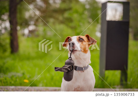 Adorable Dog with Waste Bag Ready for a Walk. Adorable Dog with Waste Bag Ready for a Walk. 135906733